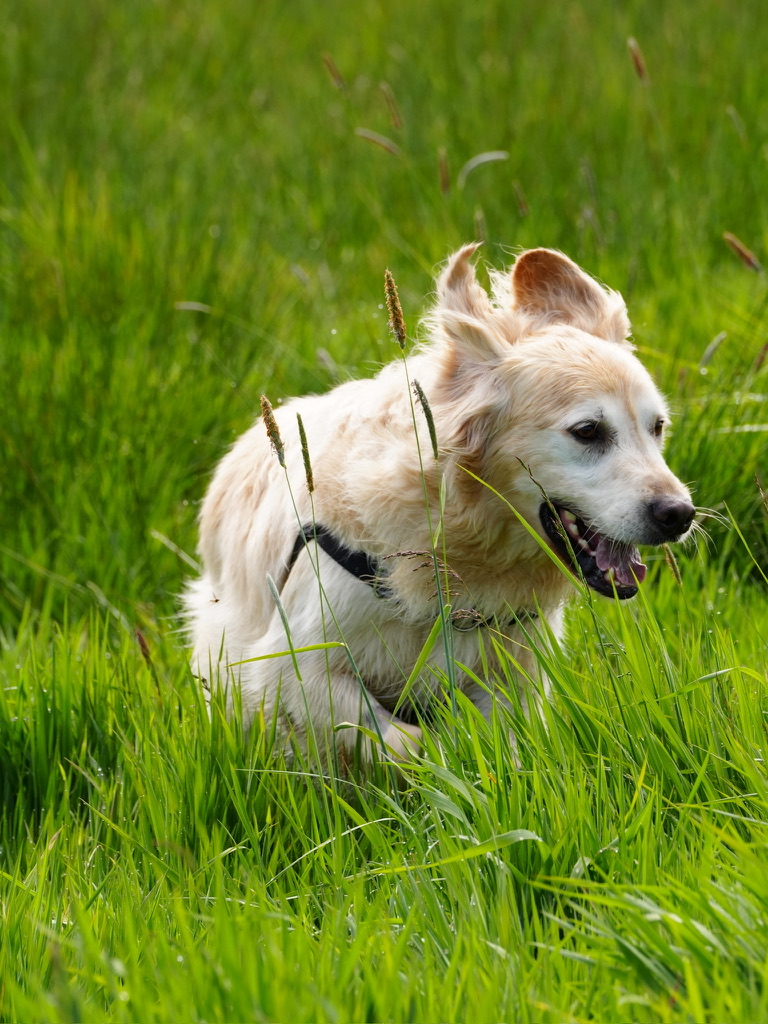 Ralph the golden retriever